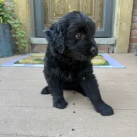Serena , a female Golden Retriever and Bernedoodle for sale in Macomb Township, MI – 5 of 7