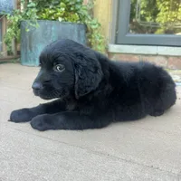 Lily , a female Golden Retriever and Bernedoodle for sale in Macomb Township, MI – 7 of 7