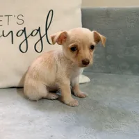 Stella, a female Chihuahua for sale in Macomb Township, MI – 6 of 6