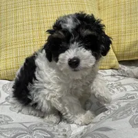 Oreo , a male Poodle - Miniature  for sale in Macomb Township, MI – 7 of 7