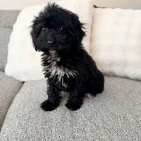 Carly, a female Poodle - Miniature  for sale in Macomb Township, MI – 4 of 5