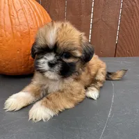 Candy, a female Shih Tzu for sale in Macomb Township, MI – 5 of 9