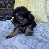 Monica , a female Shih Tzu and Yorkshire Terrier for sale in Macomb Township, MI – 3 of 7