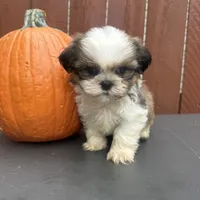 Fudge, a male Shih Tzu for sale in Macomb Township, MI – 5 of 10