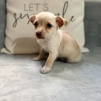 Stella, a female Chihuahua for sale in Macomb Township, MI – 3 of 6