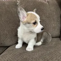 Cali , a female Pembroke Welsh Corgi for sale in Macomb Township, MI – 6 of 6