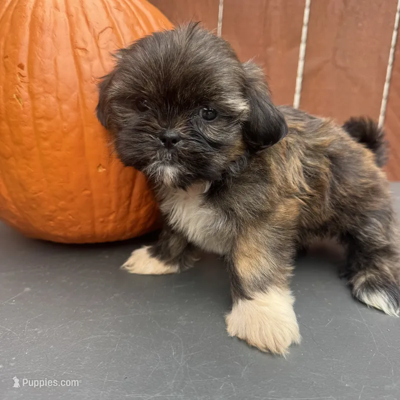 Sprinkles – Shih Tzu puppy for sale in Macomb Township, MI
