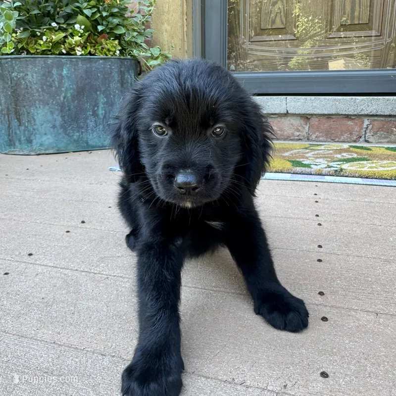 Dan – Golden Retriever, Bernedoodle puppy for sale in Macomb Township, MI