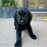 Dan, a male Golden Retriever and Bernedoodle for sale in Macomb Township, MI – 1 of 5