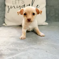 Stella, a female Chihuahua for sale in Macomb Township, MI – 5 of 6
