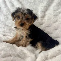 Billy , a male Yorkshire Terrier for sale in Macomb Township, MI – 4 of 5