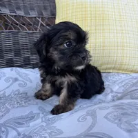 Chandler, a male Shorkie for sale in Macomb Township, MI – 6 of 7