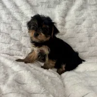 Bruce, a male Yorkshire Terrier for sale in Macomb Township, MI – 4 of 6