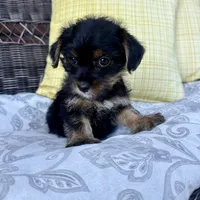 Phoebe , a female Shorkie for sale in Macomb Township, MI – 3 of 5