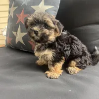 Cam, a male Morkie for sale in Macomb Township, MI – 5 of 8