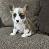 Chester , a male Pembroke Welsh Corgi for sale in Macomb Township, MI – 4 of 5