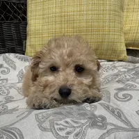 Bowie , a male Poodle - Miniature  for sale in Macomb Township, MI – 3 of 6