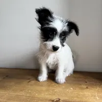 Cannoli , a male Chorkie for sale in Macomb Township, MI – 4 of 5