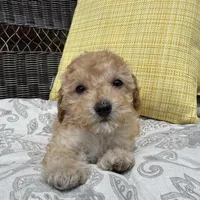 Honey , a male Poodle - Miniature  for sale in Macomb Township, MI – 4 of 6