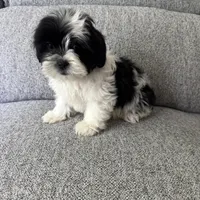 Bob, a male Shih Tzu for sale in Macomb Township, MI – 3 of 5