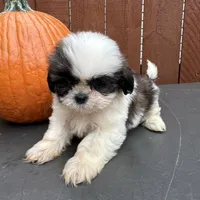 Peanut, a male Shih Tzu for sale in Macomb Township, MI – 6 of 9