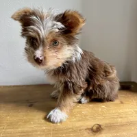 Benji, a male Chihuahua and Yorkshire Terrier for sale in Macomb Township, MI – 5 of 5