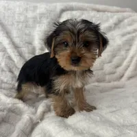 Billy , a male Yorkshire Terrier for sale in Macomb Township, MI – 2 of 5