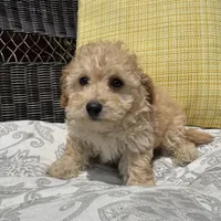 Bowie , a male Poodle - Miniature  for sale in Macomb Township, MI – 4 of 6
