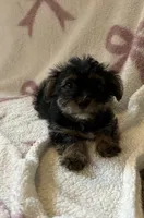Monica , a female Shorkie for sale in Macomb Township, MI – 2 of 3