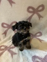 Monica , a female Shorkie for sale in Macomb Township, MI – 3 of 3