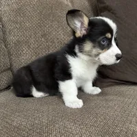 Chip, a male Pembroke Welsh Corgi for sale in Macomb Township, MI – 3 of 6