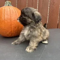 Waffle, a male Shih Tzu for sale in Macomb Township, MI – 2 of 10