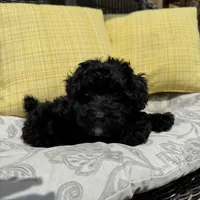 George , a male Poodle - Miniature  for sale in Macomb Township, MI – 5 of 7