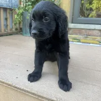 Lily , a female Golden Retriever and Bernedoodle for sale in Macomb Township, MI – 4 of 7