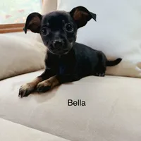 Bella, a female Chihuahua for sale in Macomb Township, MI – 5 of 7