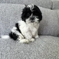Laney, a female Shih Tzu for sale in Macomb Township, MI – 5 of 6