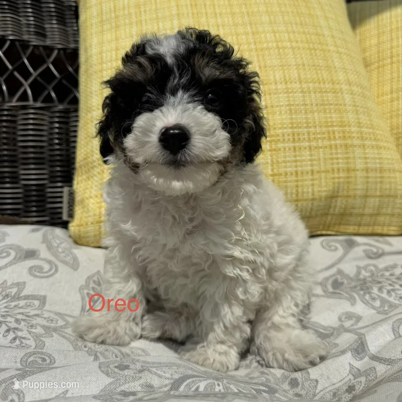 Oreo  – Poodle - Miniature  puppy for sale in Macomb Township, MI
