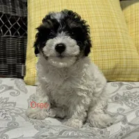 Oreo , a male Poodle - Miniature  for sale in Macomb Township, MI – 1 of 7
