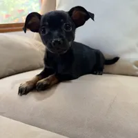 Bella, a female Chihuahua for sale in Macomb Township, MI – 6 of 7