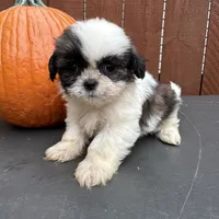 Peanut, a male Shih Tzu for sale in Macomb Township, MI – 4 of 9