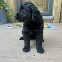 Serena , a female Golden Retriever and Bernedoodle for sale in Macomb Township, MI – 5 of 6
