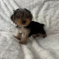Bruce, a male Yorkshire Terrier for sale in Macomb Township, MI – 3 of 5