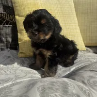 Ross, a male Shorkie for sale in Macomb Township, MI – 4 of 5