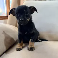 Frankie, a male Chihuahua for sale in Macomb Township, MI – 3 of 5