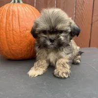 Carmel , a male Shih Tzu for sale in Macomb Township, MI – 5 of 9
