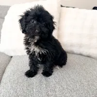 Carly, a female Poodle - Miniature  for sale in Macomb Township, MI – 1 of 5