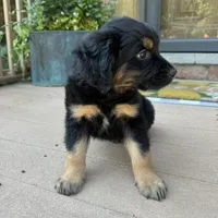 Nate, a male Golden Retriever and Bernedoodle for sale in Macomb Township, MI – 3 of 6