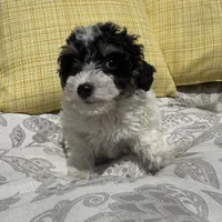 Oreo , a male Poodle - Miniature  for sale in Macomb Township, MI – 2 of 7
