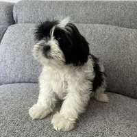 Bob, a male Shih Tzu for sale in Macomb Township, MI – 2 of 5