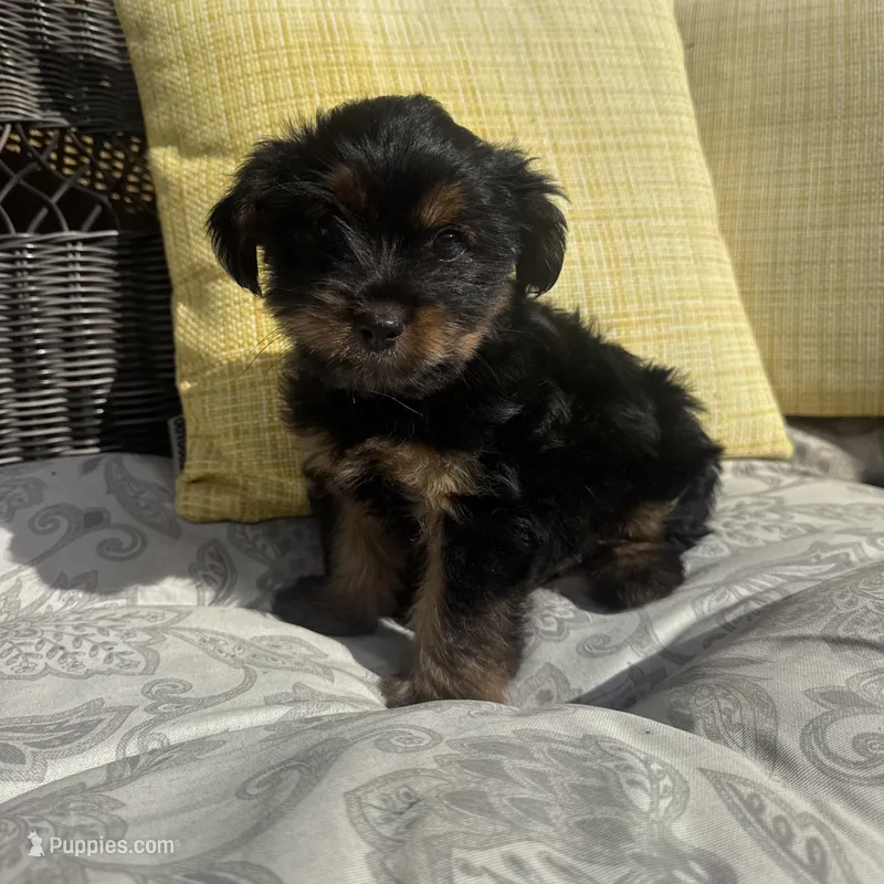 Ross – Shorkie puppy for sale in Macomb Township, MI